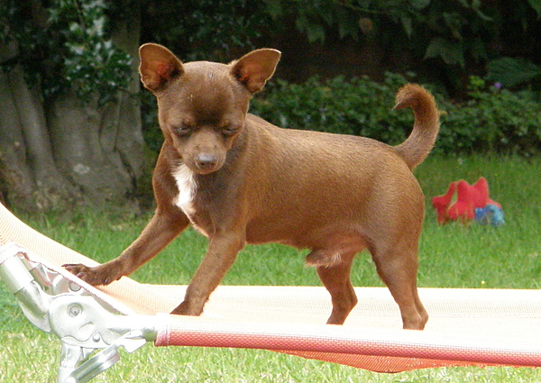 Les Chihuahua de l'affixe de l'etang du morellet
