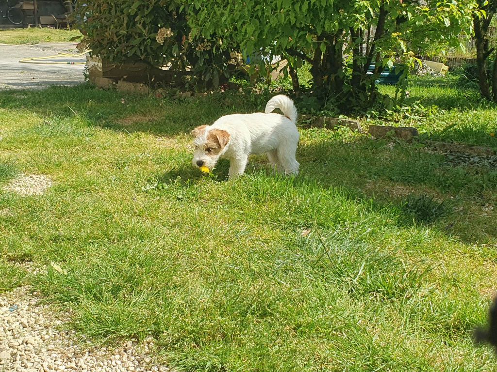 Uguette du Domaine De Léon De La Seille