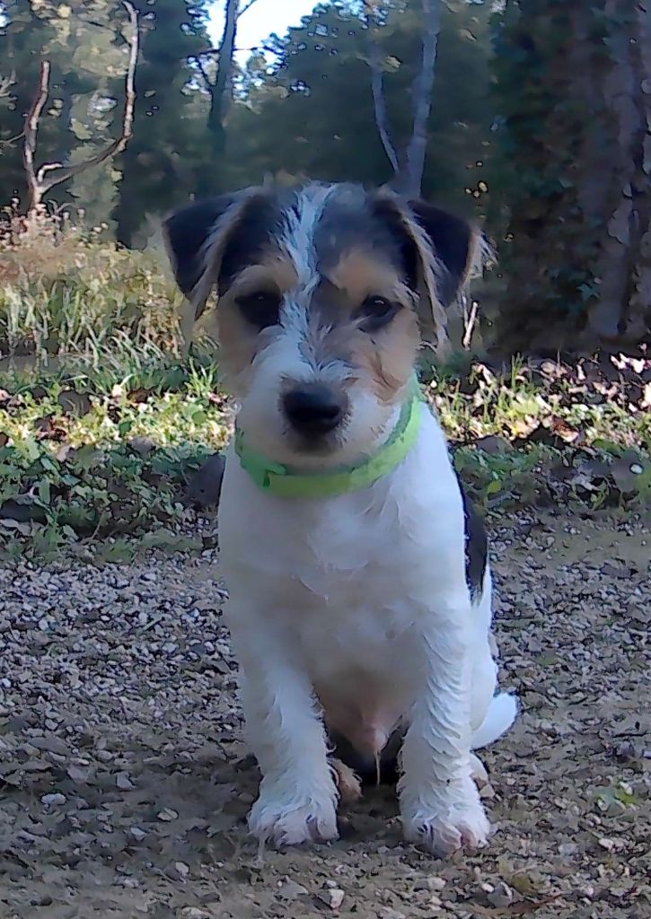 chiot Jack Russell Terrier de l'etang du morellet
