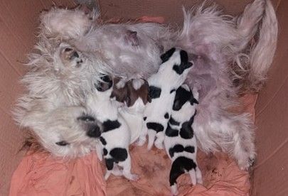 de l'etang du morellet - Jack Russell Terrier - Portée née le 30/04/2020
