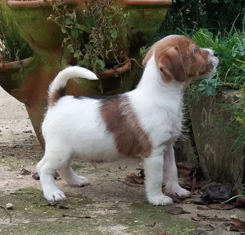 de l'etang du morellet - Jack Russell Terrier - Portée née le 27/09/2021