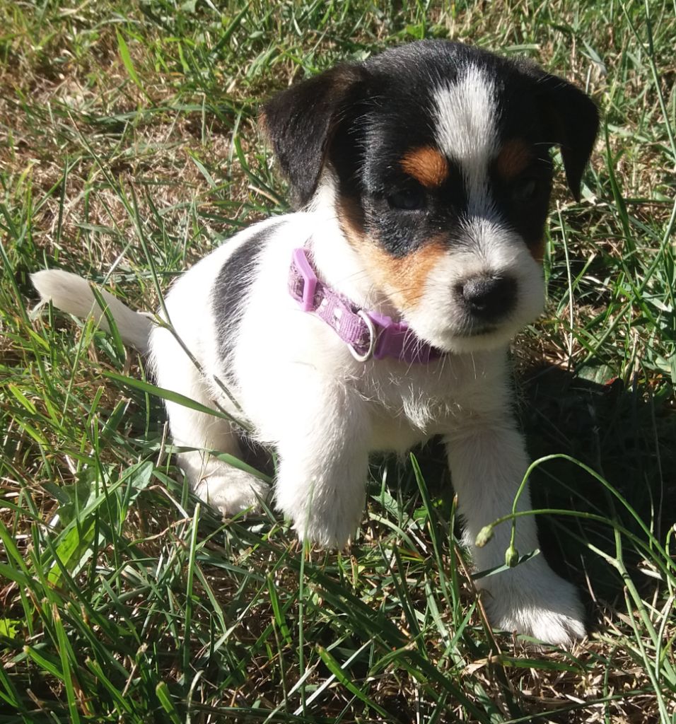 chiot Jack Russell Terrier de l'etang du morellet