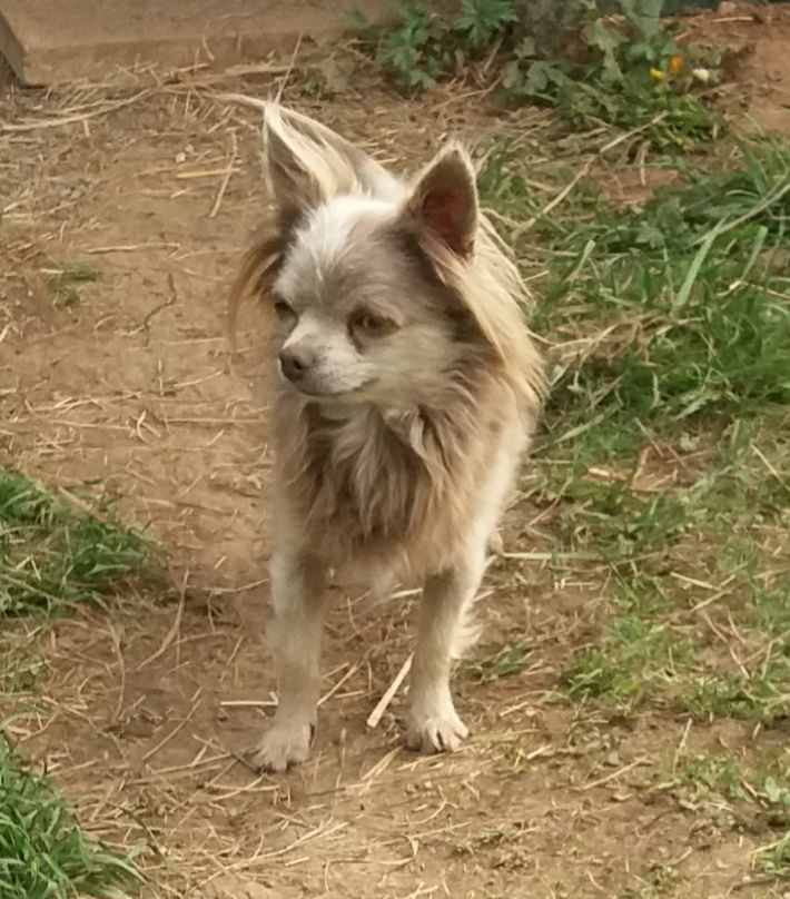Rintintin Chang Cheng