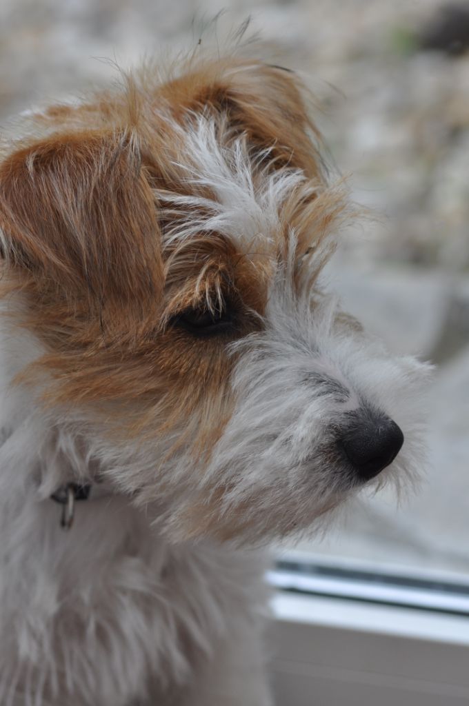 CHIOTS nés à la maison